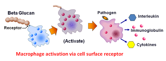 A cell surface is shown with the word activation in red.