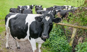 A herd of black and white cows standing next to each other.