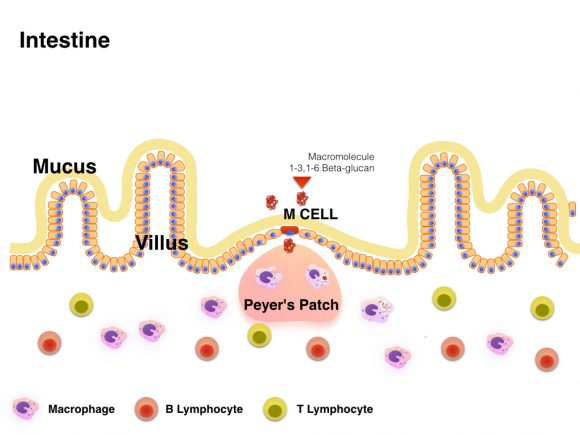 A diagram of the cell membrane and its functions.