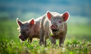 Two pigs are standing in a field eating grass.