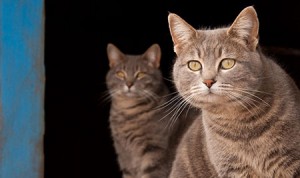 Two cats are standing together in a black room.
